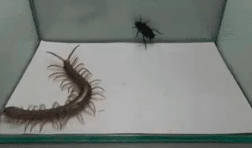 Facebook Viral: Este ciempiés creyó que podría ganar la batalla ante esta cucaracha pero nada salió como pensaba