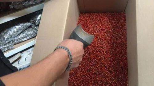 El chile del monte equivale a un millón de pesos en el mercado. Fuente: El Imparcial El chile del monte equivale a un millón de pesos en el mercado. Fuente: El Imparcial