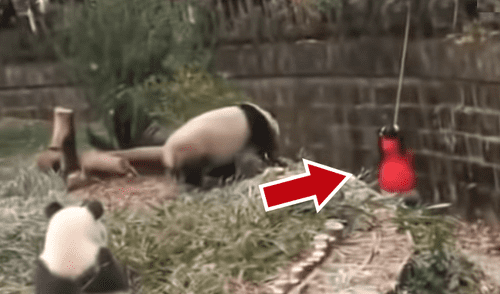 YouTube viral: niña cae a recinto de osos pandas y visitantes de zoológico quedan en shock [VIDEO]