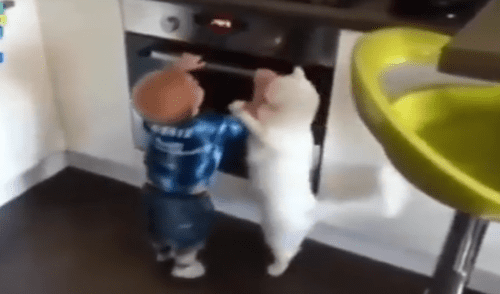 Facebook viral: preciso momento en que gato salva de morir a niño travieso que jugaba en cocina [VIDEO]