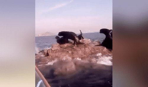 Perro y lobos marinos