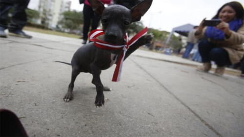 Cuatro datos importantes sobre el perro peruano sin pelo