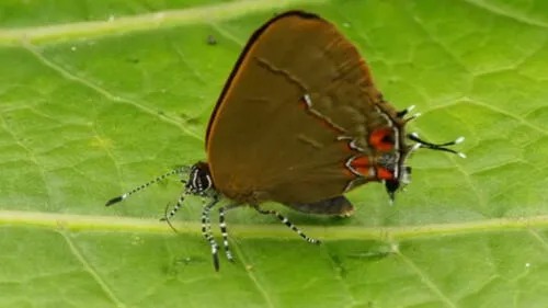 Facebook: Joven encuentra una mariposa con dos cabezas y queda en shock Facebook: Joven encuentra una mariposa con dos cabezas y queda en shock