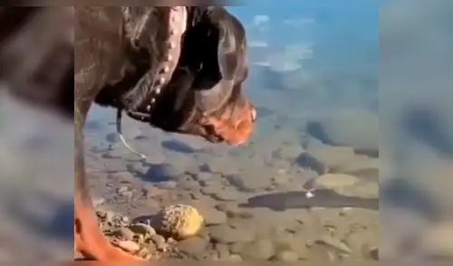 YouTube viral: este perro encontró a un pez descansando en el agua y lo que hizo deja sin palabras al mundo [VIDEO] 