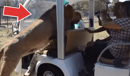 YouTube viral: turistas realizan safari y enorme león les da una curiosa bienvenida en recinto [VIDEO]