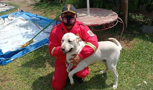 Zeus tenía desaparecido casi un mes desde que se lo robaron. Créditos: FB Compañía de Bomberos 8 de La Victoria Zeus