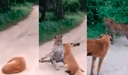 Vía Facebook: perro que fue abandonado por familia es atacado por un feroz otorongo