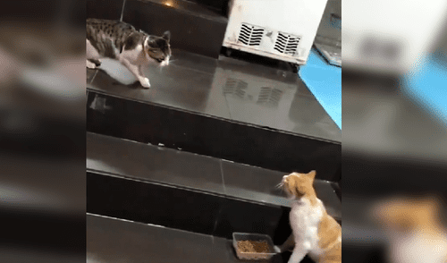 YouTube viral: perro protege a una gata y evita una feroz pelea de esta por comida [VIDEO]
