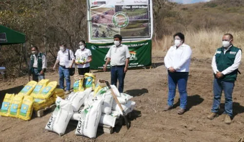 Lanzan campaña de siembra de pastos y forrajes en Piura