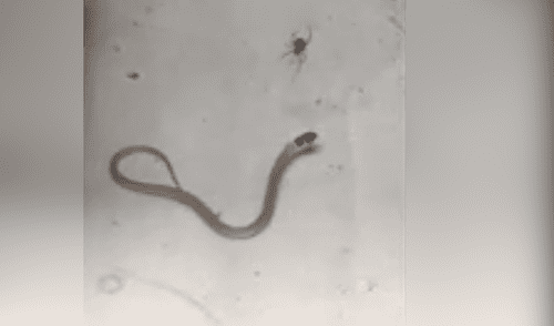 YouTube viral: preciso momento en que pequeña araña venenosa mata a serpiente [VIDEO]