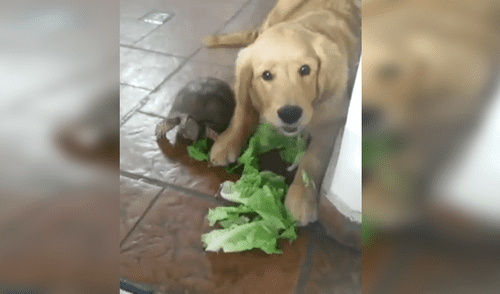 Facebook viral: perro se hace amigo de tortuga y aprende a comer lechuga [VIDEO]