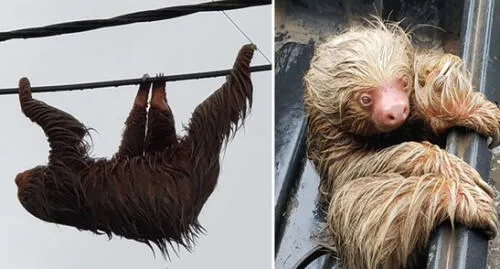 Oso perezoso salió sin temor de su hábitat durante el estado de emergencia. Oso perezoso salió sin temor de su hábitat durante el estado de emergencia.