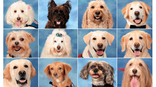 Perros de terapia son incluidos en anuario tras tiroteo en colegio [FOTOS]