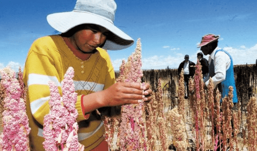 Huancavelica: Buscan masificar el cultivo de la quinua con nueva variedad