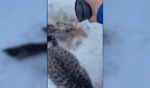 Facebook viral: hombre usa su café caliente para rescatar a tres gatos atascados en el hielo [VIDEO]