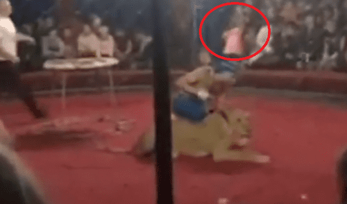 YouTube: el estremecedor momento en que leona ataca a niña en circo [VIDEO]