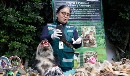 Serfor informa que en la actualidad son 389 las especies de fauna amenazada