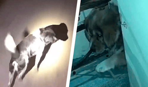 Desliza las imágenes para ver a la tierna perrita pidiendo ayuda a los bomberos para rescatar a su cachorro. Foto: captura de YouTube Perrita pide ayuda para que rescaten a su cachorro atorado en una reja