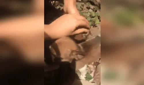 Rescatan a dos perritos abandonados que lloraban bajo el agujero de un terreno abandonado [VIDEO]