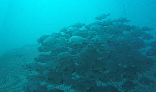 jaula flotante para cultivo del recurso chita en el norte del país