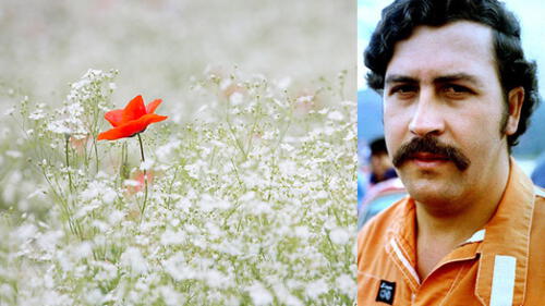 El enemigo de Pablo Escobar que cultivó amapolas para crear un imperio de heroína