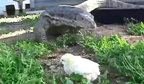 YouTube viral: dragón de komodo devora a un indefenso pollito ante la mirada de su dueño