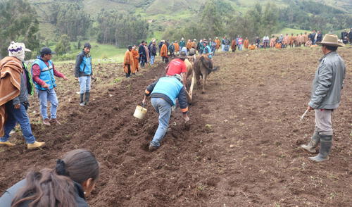 Proyecto piloto de pastos asociados.