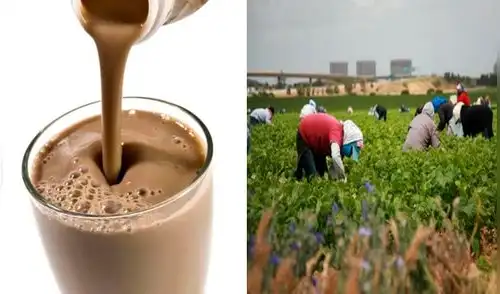 Estados Unidos: Más de 16 millones de personas piensan que la chocolatada viene de vacas marrones 