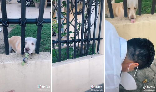 Perrito arroja su pelota a transeúntes para que le hagan jugar