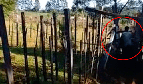 En YouTube, agricultor es captado mientras tiene sexo con vaca [VIDEO]
