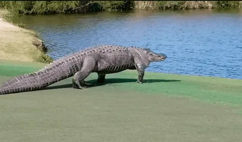 Facebook viral: gigantesco reptil aparece en campo de golf y aterra a jugadores 