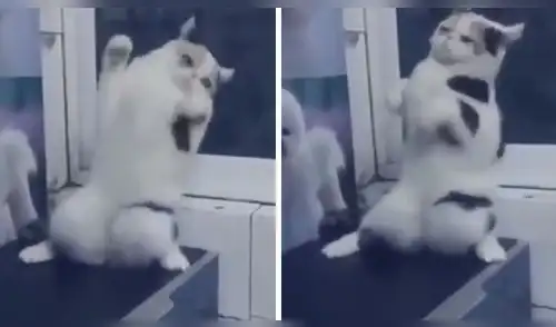 Viral YouTube: Gato iba ser vacunado, pero hizo lo inesperado [VIDEO]