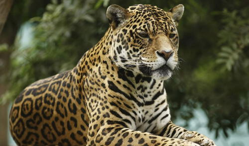 Municipalidad de Lima pide al público que visiten este espacio para que conozcan más de la especie. Foto: difusión Municipalidad de Lima pide al público que visiten este espacio para que conozcan más de la especie. Foto: difusión