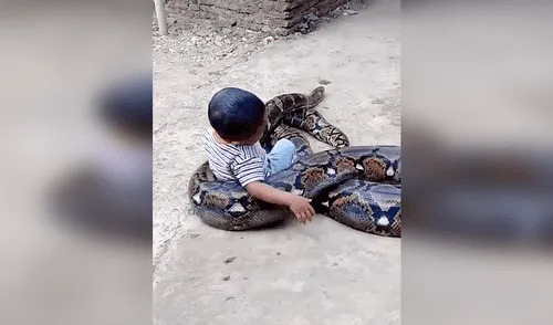Faceboook: polémica por niño que fue grabado jugando con gigantesca serpiente 