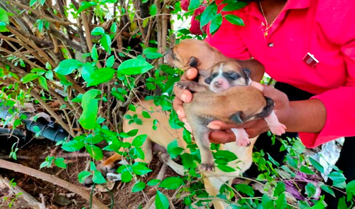 Rescatan a perrita sin hogar y a sus crías para trasladarlos a un refugio