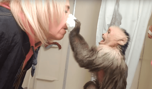 Facebook: Tierno mono hace de doctor y ayuda a su dueña con terrible enfermedad [VIDEO] 