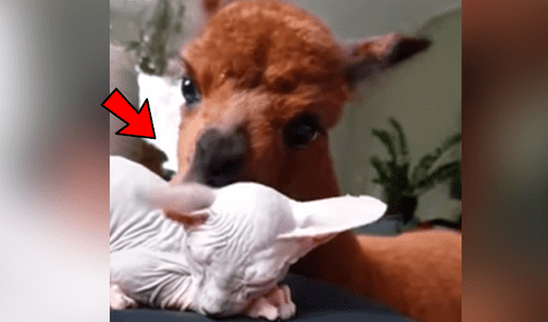 Facebook: alpaca peruana tiene inquietante gesto con ‘gata esfinge’ y ella reacciona así [VIDEO]