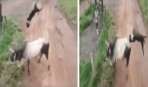 YouTube viral: Perros enfrentan a toro sin imaginar el calamitoso final que tendrían [VIDEO]