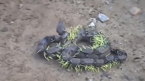 Vía YouTube: boa sufre castigo natural por comerse a un puercoespín [VIDEO]