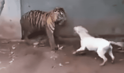 YouTube viral: pequeño perro ingresa a recinto de enfurecido tigre y dueño queda en shock [VIDEO]