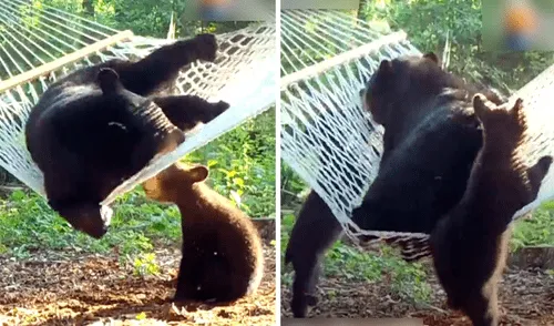 Familia de osos aprende a usar una hamaca y escenas conmueven en redes