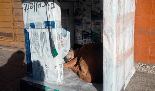 Alumnos de colegio construyen casas para perros abandonados con envases tetrapack [FOTOS]