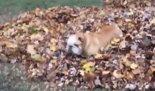 Desliza a la izquierda para conocer más sobre este nuevo viral de YouTube. Foto: Captura. Perro