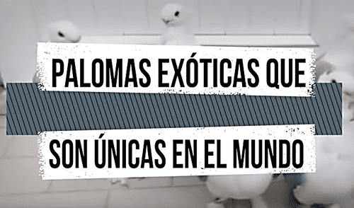 YouTube viral: conoce las siete palomas más extrañas del mundo