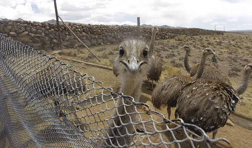 Suri, el ave que será reintroducida en Tambo Cañahuas de Arequipa 