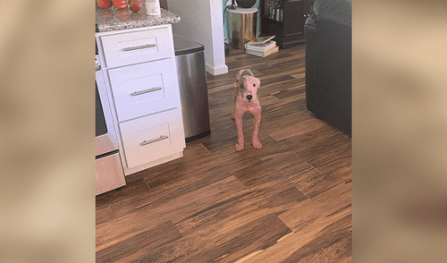 Facebook viral: perro a punto de morir es rescatado tras ser enterrado vivo en una playa [VIDEO]