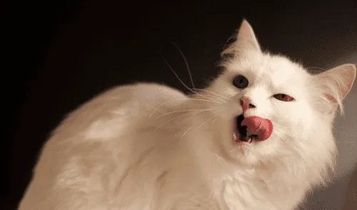 Anciana muere tras ser arañada y lamida por su gata en Australia