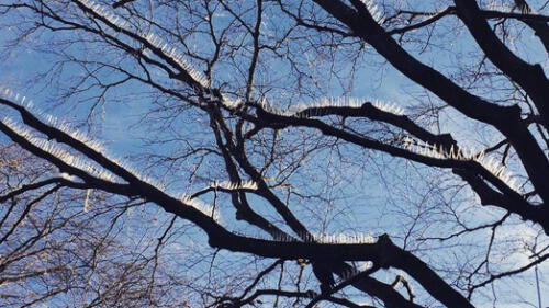 Twitter: empresa instala púas en árbol para evitar que pájaros ensucien sus autos Twitter: empresa instala púas en árbol para evitar que pájaros ensucien sus autos