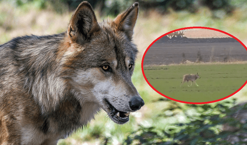 Un cazador asesina a la última loba salvaje en Dinamarca