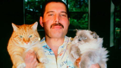  ¿Amas tanto a tus gatos como Freddie Mercury? Mira algunos datos que quizás no conocías [FOTOS]